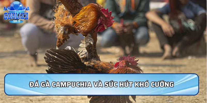 Đá gà Campuchia và sức hút khó cưỡng trong giới cá cược