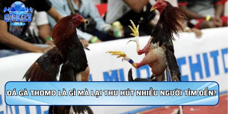 Đá gà Thomo là gì mà lại thu hút nhiều người tìm đến?