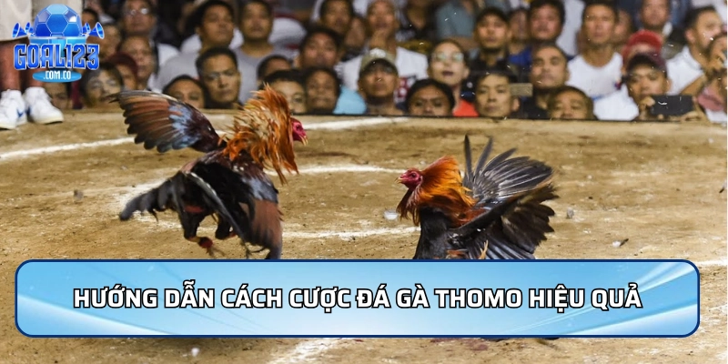 Hướng dẫn cách cược đá gà Thomo hiệu quả