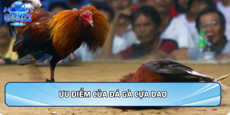 Ưu điểm của đá gà cựa dao