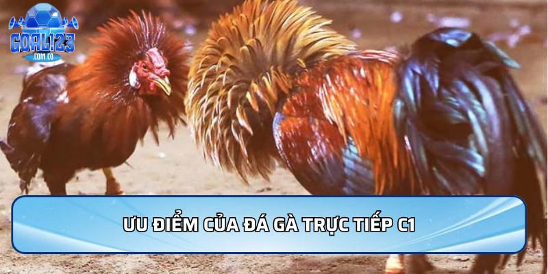 Ưu điểm của đá gà trực tiếp C1